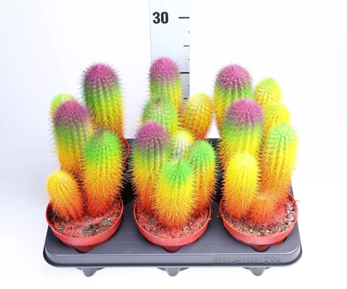 <h4>Cactus ...</h4>