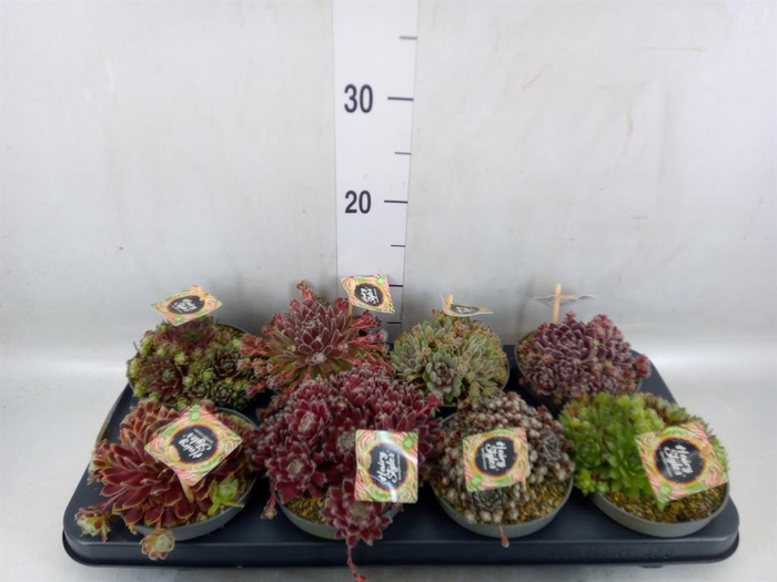 <h4>Sempervivum   ...</h4>