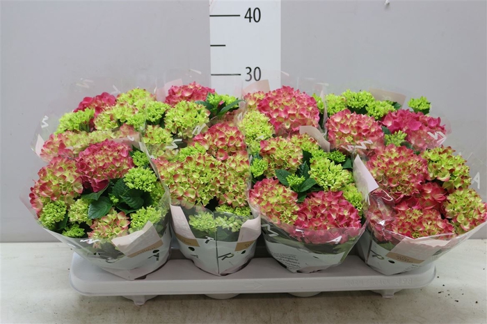 <h4>Hydrangea Tabletensia Rood 5+ Bloem</h4>