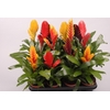 Vriesea gemengd in tray