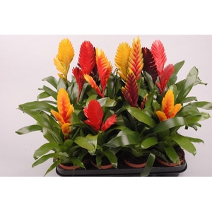 Vriesea gemengd in tray