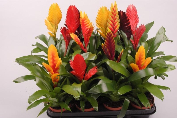 Vriesea gemengd in tray