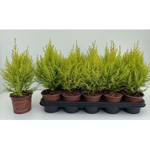 Cupressus macro. 'Goldcrest Wilma'