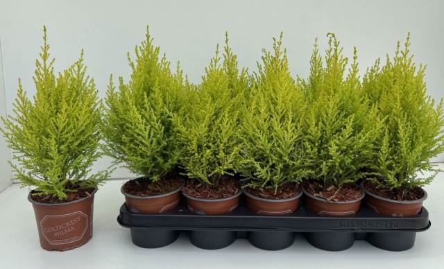 <h4>Cupressus macro. 'Goldcrest Wilma'</h4>