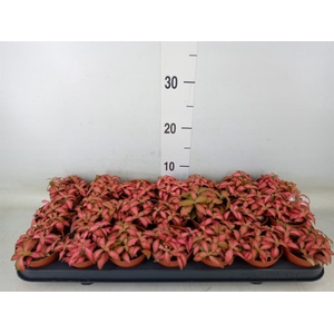 Fittonia verschaf. 'Forest Flame'