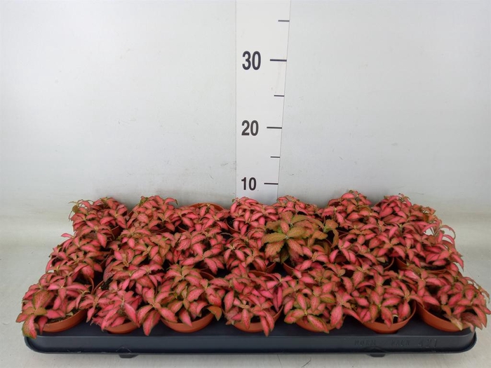 <h4>Fittonia verschaf. 'Forest Flame'</h4>