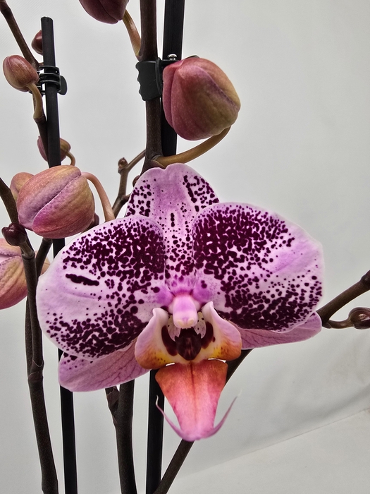 <h4>Limited 11 week 17</h4>