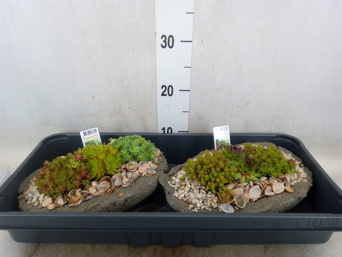 <h4>Arr.   Tuinplanten L%</h4>