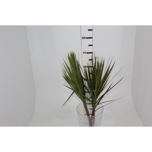 FOLHAGEM DRACENA TRICOLOR