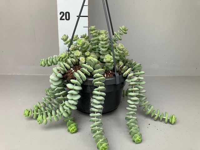 <h4>Crassula marnieriana</h4>