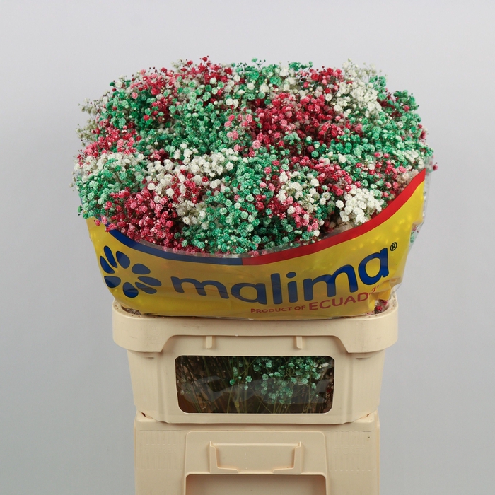 <h4>GYPS KLB H%</h4>