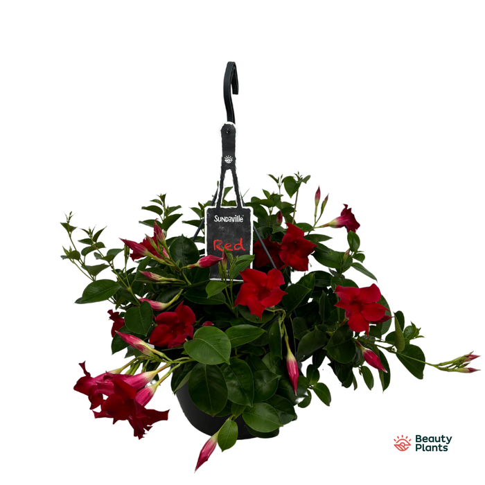 <h4>Mandevilla Sundaville Classic Red hangpot (Dipladenia)</h4>