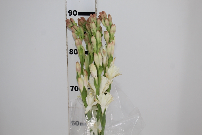 <h4>ANGELICA 070 CM</h4>