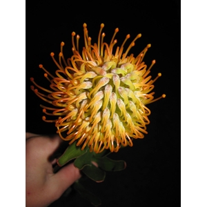 Leucospermum Jelena