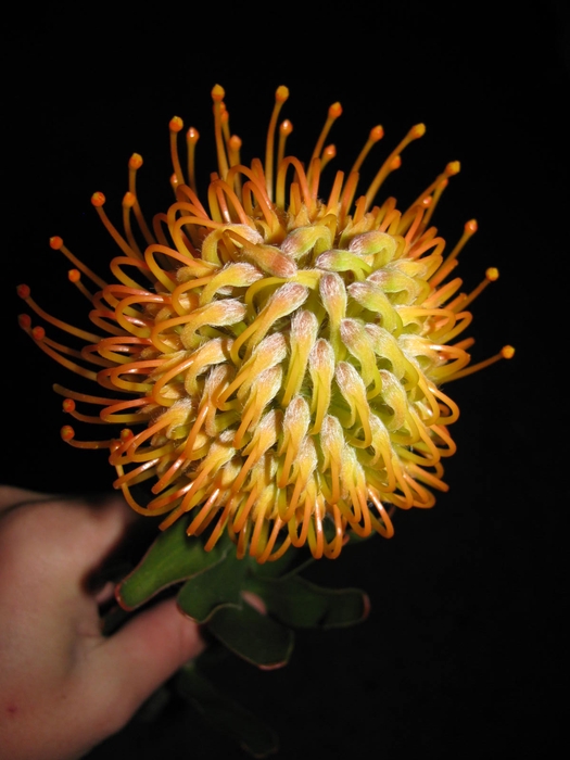<h4>Leucospermum Jelena</h4>