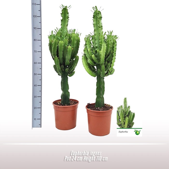 Euphorbia ingens