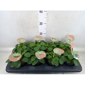 Pilea peperomioides