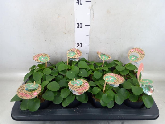 <h4>Pilea peperomioides</h4>