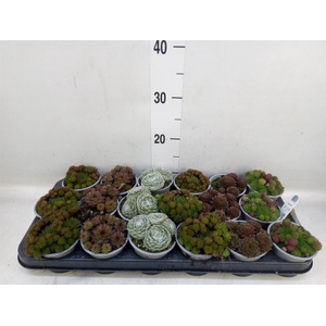 Sempervivum   ...mix