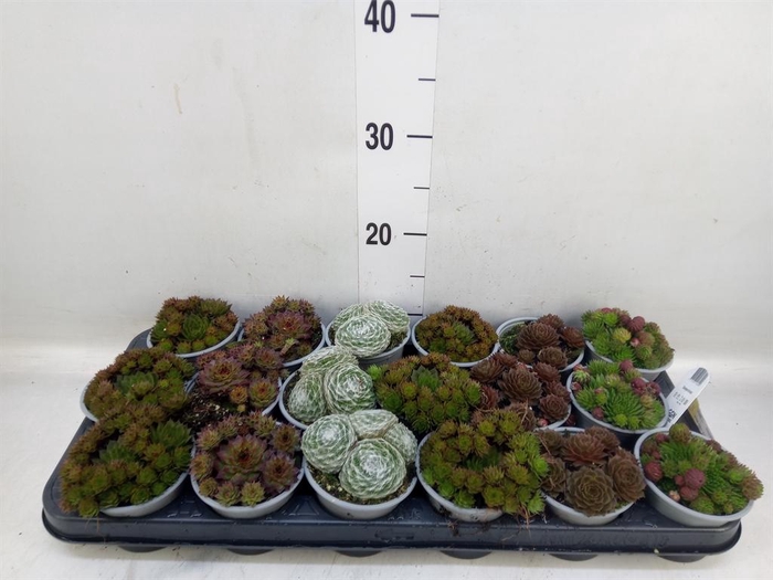 <h4>Sempervivum   ...mix</h4>