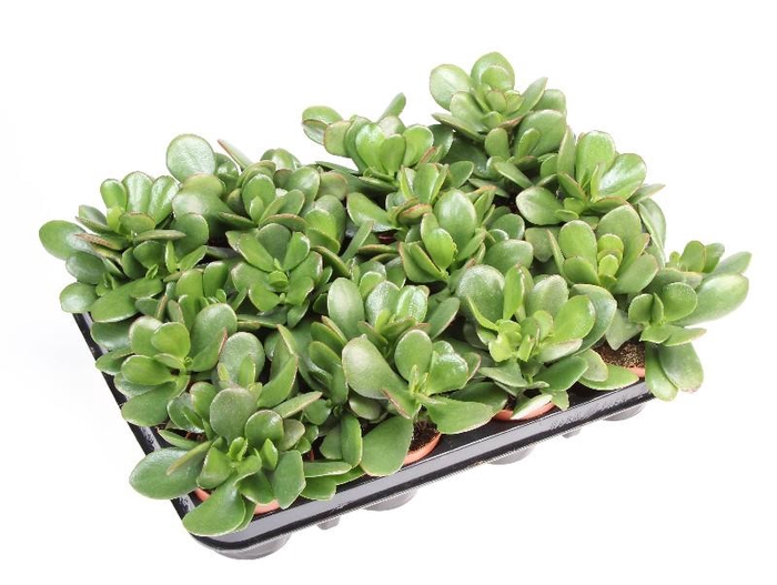 <h4>Crassula Ovata CR8014</h4>