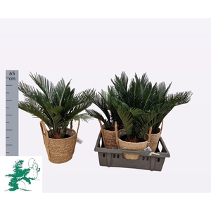 CYCAS REVOLUTA