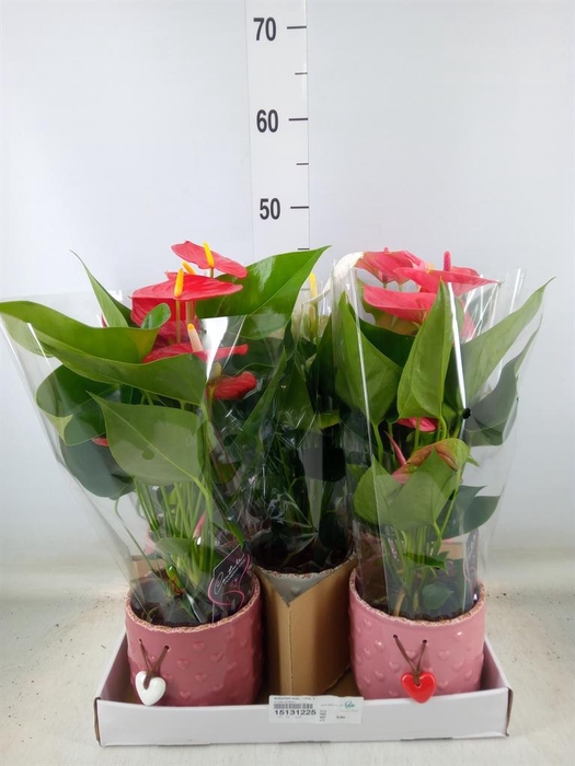 <h4>Anthurium andr.   ...mix  3</h4>