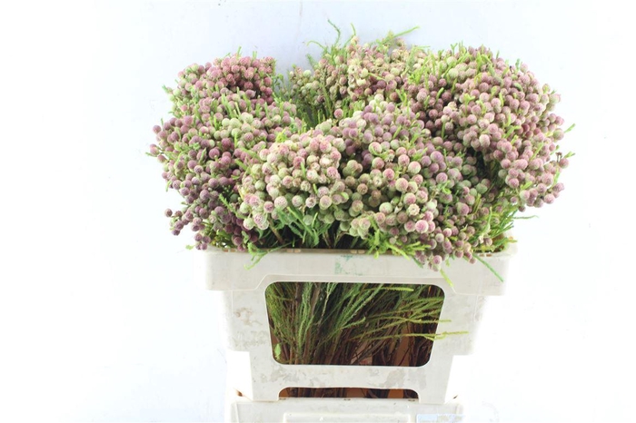 <h4>Kaaps Lanuginosa</h4>