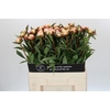 Paeonia Florence Nicholls