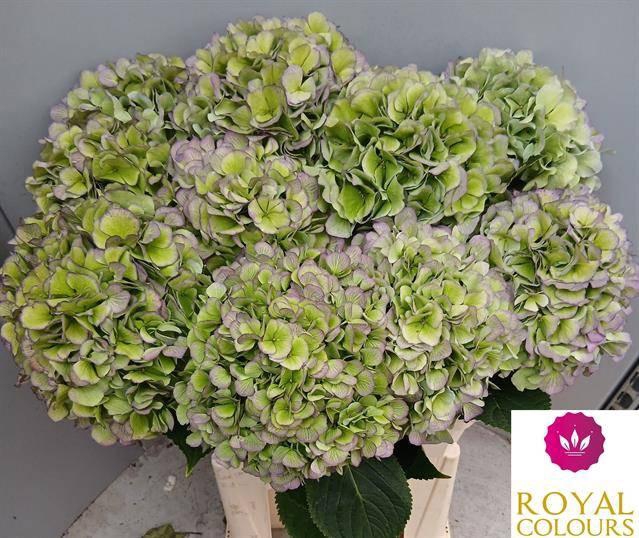 <h4>Hydr M Ch Vere Bl Cl</h4>