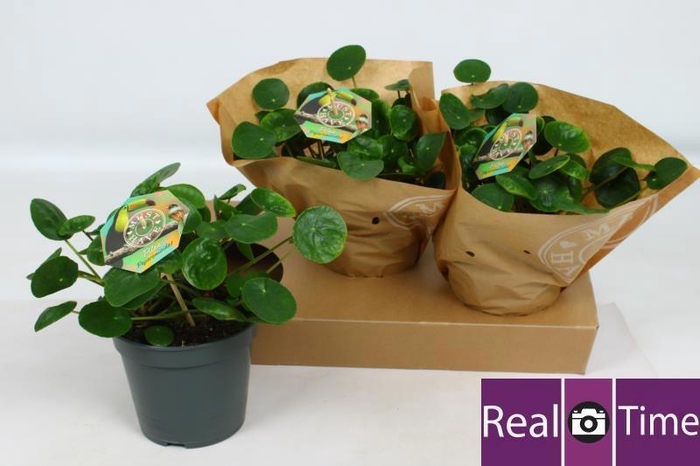 <h4>PILEA PEPEROMIOIDES</h4>