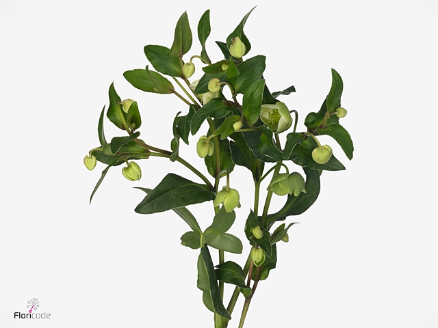 <h4>Hell Magnific Bells</h4>