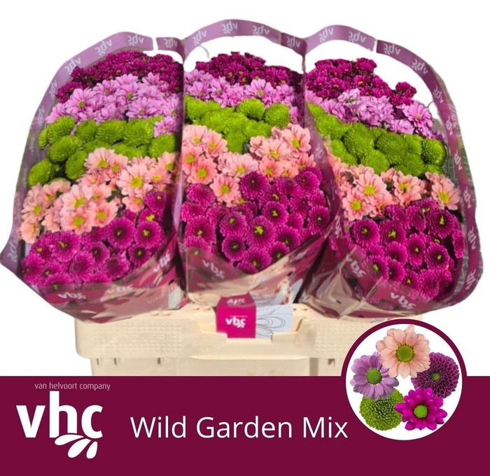 <h4>Chr S Gem Wild Garden</h4>