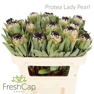 Protea Lady Pearl