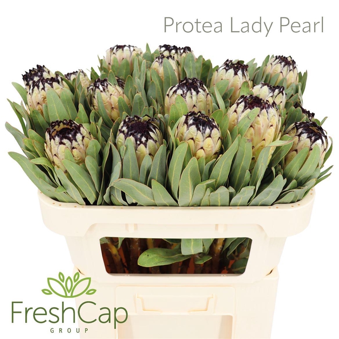 <h4>Protea Lady Pearl</h4>