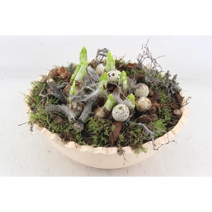 arr4 Narcis MB - Kartel schaal yellow x2