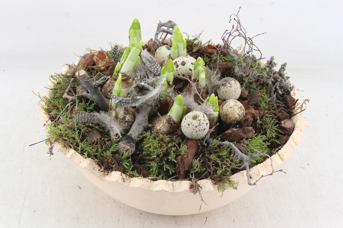 <h4>arr4 Narcis MB - Kartel schaal yellow x2</h4>