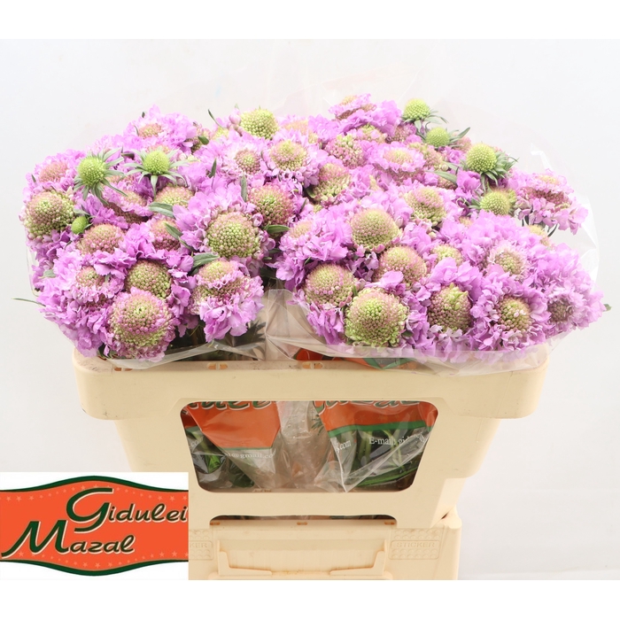 <h4>SCAB AT BB SCOOP UBE</h4>