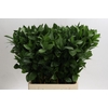 Ruscus Hypophyllum