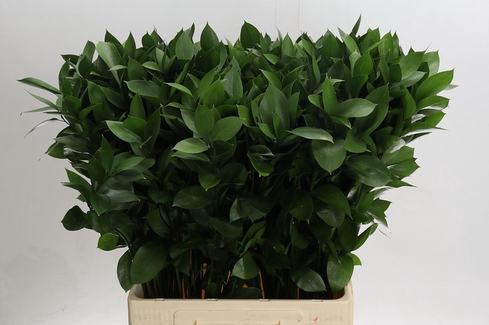 <h4>Ruscus Hypophyllum</h4>