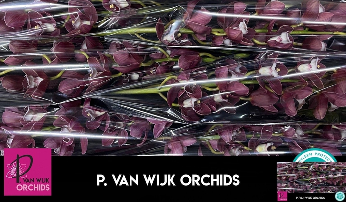 <h4>CYMB T HADES</h4>