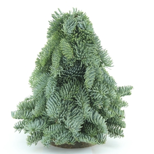 Nobilis Kerstboom 20cm