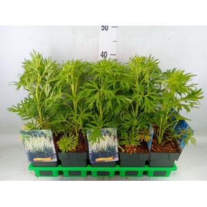 Aconitum napellus 'Album'