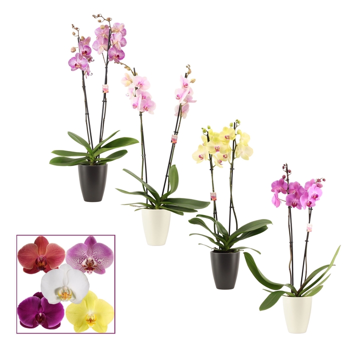 <h4>Phalaenopsis 2 tak 14+ mix in Carly black & white (Neo architect</h4>