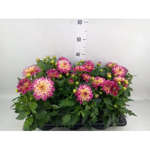 Dahlia  'Hypnotica Tropc Bree'