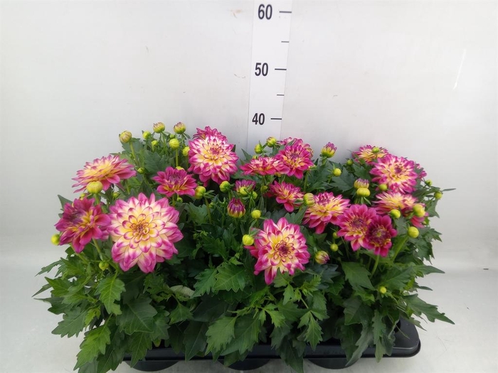 <h4>Dahlia  'Hypnotica Tropc Bree'</h4>