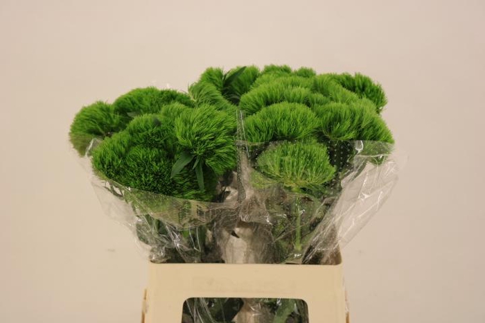 <h4>DI BARB KIWI MELLOW</h4>