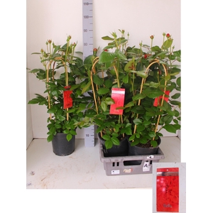 ROSA FL BELLA SELECT