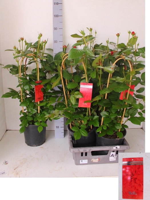 <h4>ROSA FL BELLA SELECT</h4>