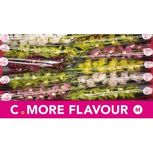 Mini cymbidium 'Mix 60 cm'